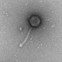 Microscope image of a bacteriophage